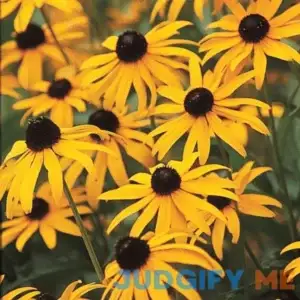 Goldstrum Rudbeckia Dormant Bare Flowering Perennial Starter Plant