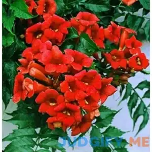 Rare Dark Red Hummingbird Trumpet Vine! Hardy! 20 Seeds! Hummingbirds Love It!