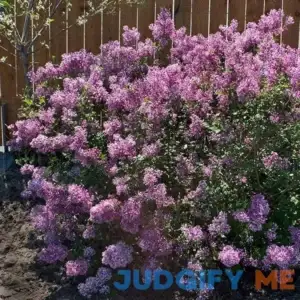 Brighter Blooms Bloomerang Lilac Shrub