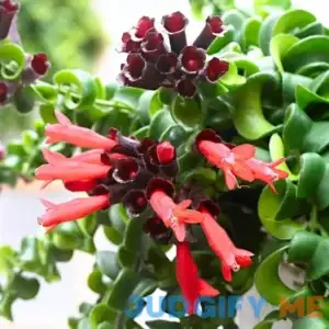 Twisted Lipstick Plant Live for Planting in 3 Inches Pot
