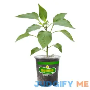 Bonnie Plants Pepper-Coolapeno