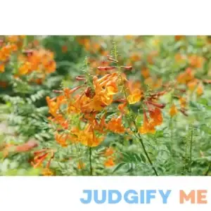 Proven Winners Chicklet Orange Esperanza