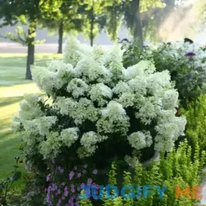 Proven Winners Direct Bobo Hardy Hydrangea HYDPRC1087800