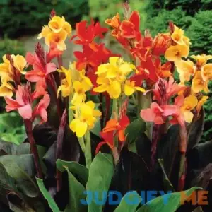 Van Zyverden Canna Mix Dormant Flower Bulb Full Sun