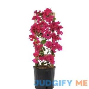 Live Plant Bougainvillea Vine Plant Assorted Colors 6" Pot with Trellis