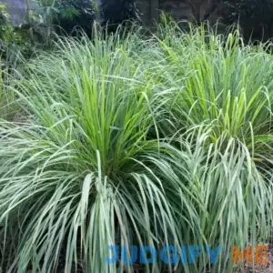 6 Lemon Grass Live Plants