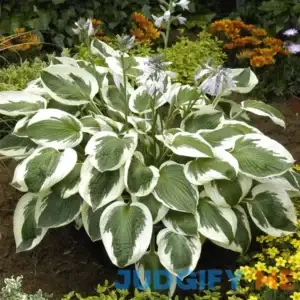 Van Zyverden Minuteman Hosta Plant