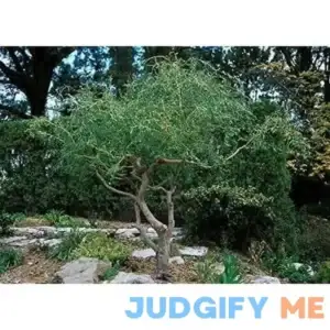 2 Corkscrew Willow Trees Live Tree Cuttings Branches and Leaves Curl Very Distinctly Grow 2 Corkscrew Willow Trees