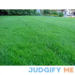 Kentucky Bluegrass Lawn Grass Seed