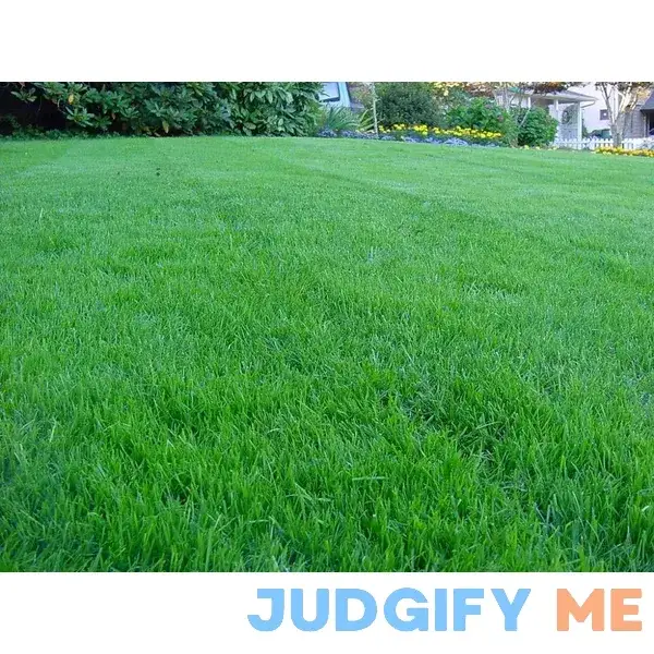 Kentucky Bluegrass Lawn Grass Seed Kentucky Bluegrass Lawn Grass Seed
