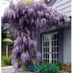 Blue Moon Wisteria - Incredible Blue Wisteria Flowers - Live Plant