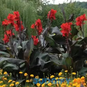 Van Zyverden Canna Black Knight Dormant Flower Bulb Full Sun