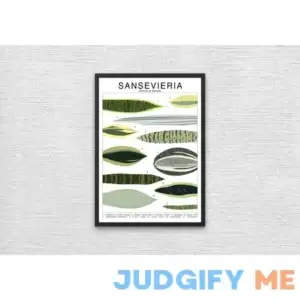 Sansevieria Plant Species (Large) Art Print | Houseplant Artwork Wall Decor | Tropical Plant Identification | Snake Plant Leaf ID Chart |