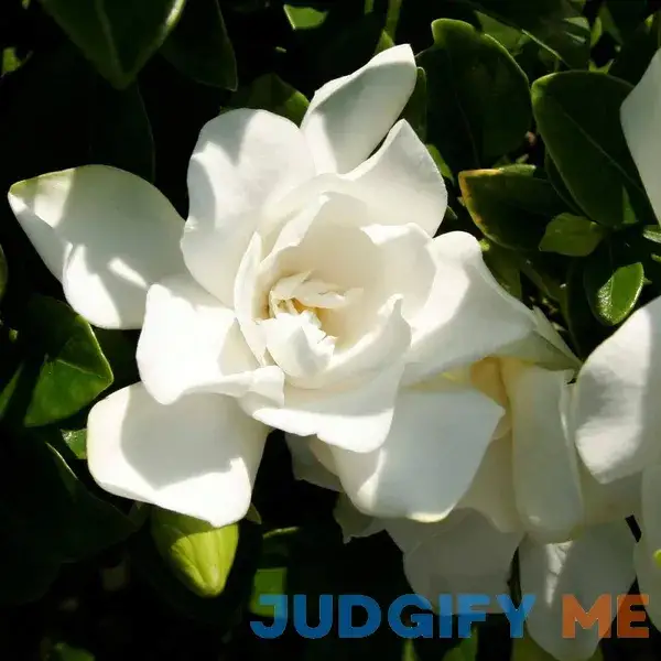 Jubilation Gardenia (2 Gallon) Flowering Evergreen Shrub with Fragrant White Blooms - Full Sun to Part Shade Live Outdoor Plant/Bush - Southern Jubilation Gardenia (2 Gallon) Flowering Evergreen Shrub with Fragrant White Blooms - Full Sun to Part Shade Live Outdoor Plant/Bush - Southern