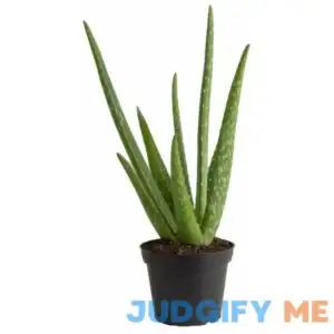 Expert Gardener 4" Aloe Vera