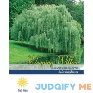 Pirtle Nursery 3.74 gal. Weeping Willow Tree