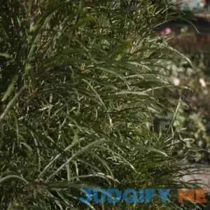 Proven Winners Direct 1 Gal. Fine Line Buckthorn Live Shrub RHAPRC1016101