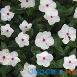 Outsidepride Periwinkle Bright Eyes