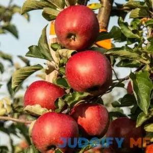 Honeycrisp Apple Tree - 4-5ft tall