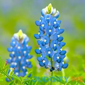 Created By Nature Texas Bluebonnet Seeds