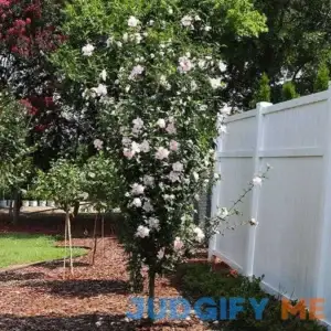 Brighter Blooms Pink Rose of Sharon Althea Tree