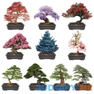 GMBTHO 300+ Bonsai Tree Seeds вЂ“ 10 Popular Varieties of Non GMO Heirloom Bonsai Seeds Red Maple