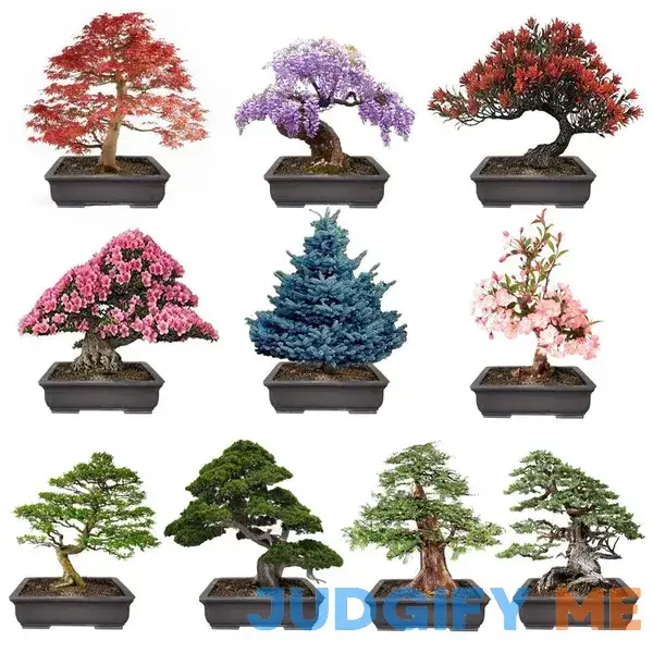 GMBTHO 300+ Bonsai Tree Seeds – 10 Popular Varieties of Non GMO Heirloom Bonsai Seeds Red Maple GMBTHO 300+ Bonsai Tree Seeds – 10 Popular Varieties of Non GMO Heirloom Bonsai Seeds Red Maple