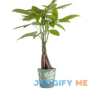 Costa Farms Indirect Light Live Indoor Money Tree Plant