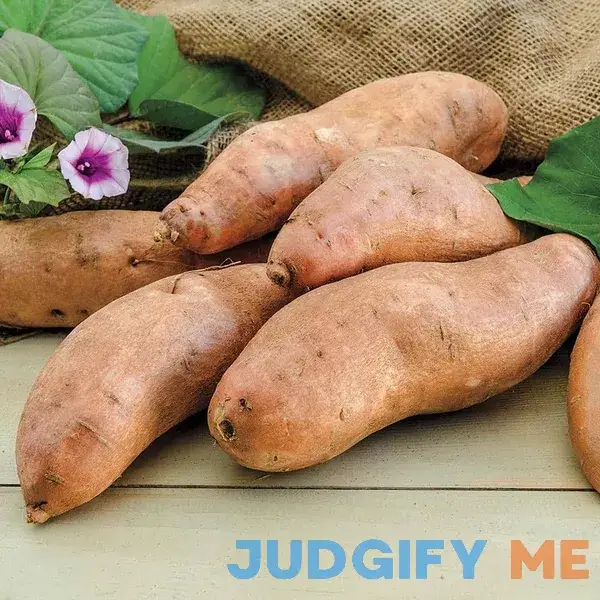 Gurney's Seed and Nursery Sweet Potato Georgia Jet Bareroot Plant 15341 Gurney's Seed and Nursery Sweet Potato Georgia Jet Bareroot Plant 15341