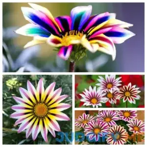 50 Pcs Rare Multicolor Dwarf Sunflower Seeds for Planting - Easy to Plant Home Garden Decor Plant Non-GMO Seeds