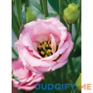 Burpee Lisianthus Misty Pink 12 Plants
