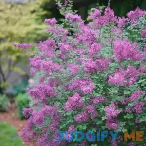 Bloomerang Dark Purple Reblooming Lilac | One Quart