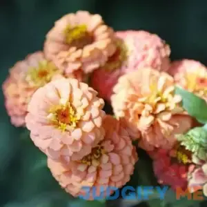 Eden Brothers Zinnia Seeds Oklahoma Salmon Packet