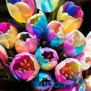 Rainbow Tulip Bulbs Perennial for Garden Planting.The Flower Language of Tulips is considerateness