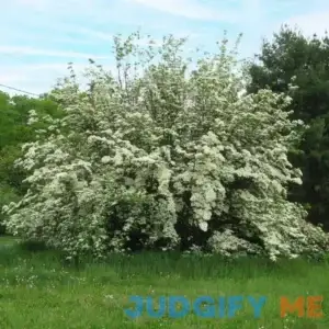 Constellation White Dogwood