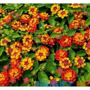 Generic 150 pcs Lantana Flower Seeds Red Yellow