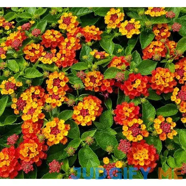 Generic 150 pcs Lantana Flower Seeds Red Yellow Generic 150 pcs Lantana Flower Seeds Red Yellow