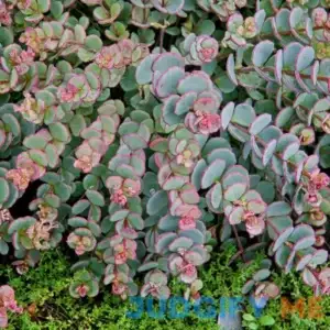 Gardens Alive! Blue Creeping Sedum in Bareroot