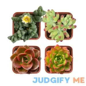 Succulent Plants (4 Pack)