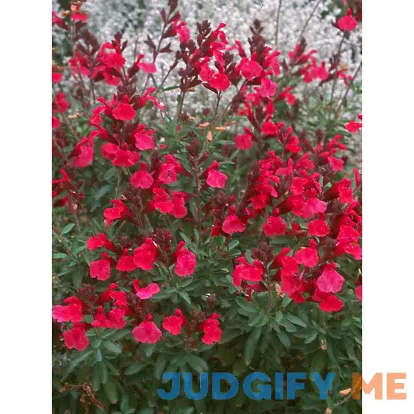 Salvia Wild Thing Perennial Plant by Bluestone Perennials Salvia Wild Thing Perennial Plant by Bluestone Perennials