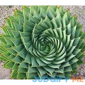 MITRAEE 5pcs Aloe Polyphylla Rare Succulent Plant
