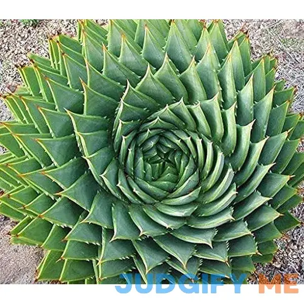 MITRAEE 5pcs Aloe Polyphylla Rare Succulent Plant MITRAEE 5pcs Aloe Polyphylla Rare Succulent Plant