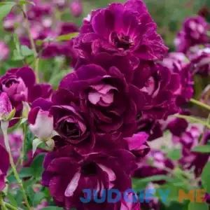 Burgundy Iceberg Rose Zone 4-10 Purple