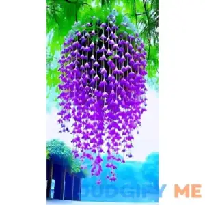 20 Canterbury Bell flower Seeds Great for Hanging Baskets and 20 Clematis vine seeds Limited Order Now