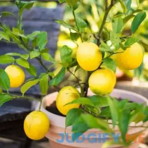 Meyer Lemon Tropical Citrus Fruit Tree