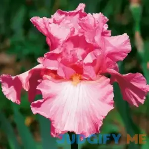 Van Zyverden Iris Bearded Cherub's Smile Dormant Bulb Full Sun