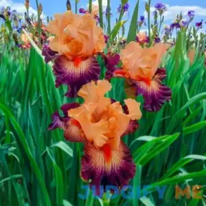 Easy To Love Bearded Iris 1 Per Package Orange Yellow