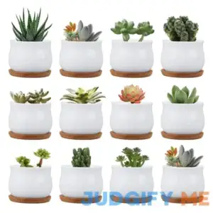 Succluent Pots