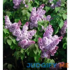 Fragrant Lilac - Arbor Day Foundation