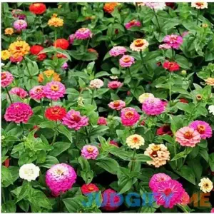 Cut and Come Again Mixed Zinnia Seeds - Approximately 300 Seeds